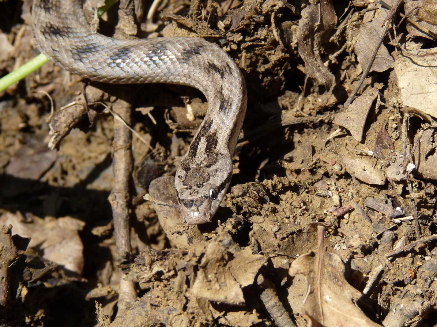 Serpente di colore chiaro